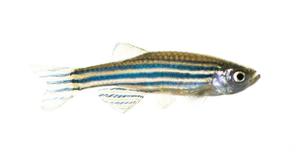 Zebrafish Anatomy: How Does it Compare to Humans?
